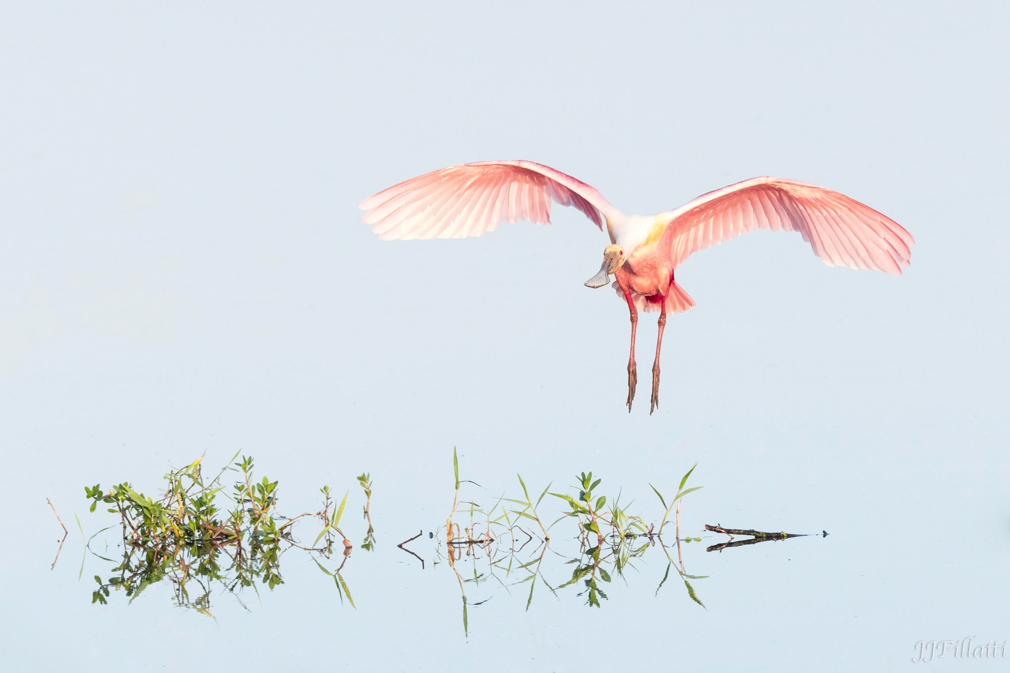 bird of florida image 16